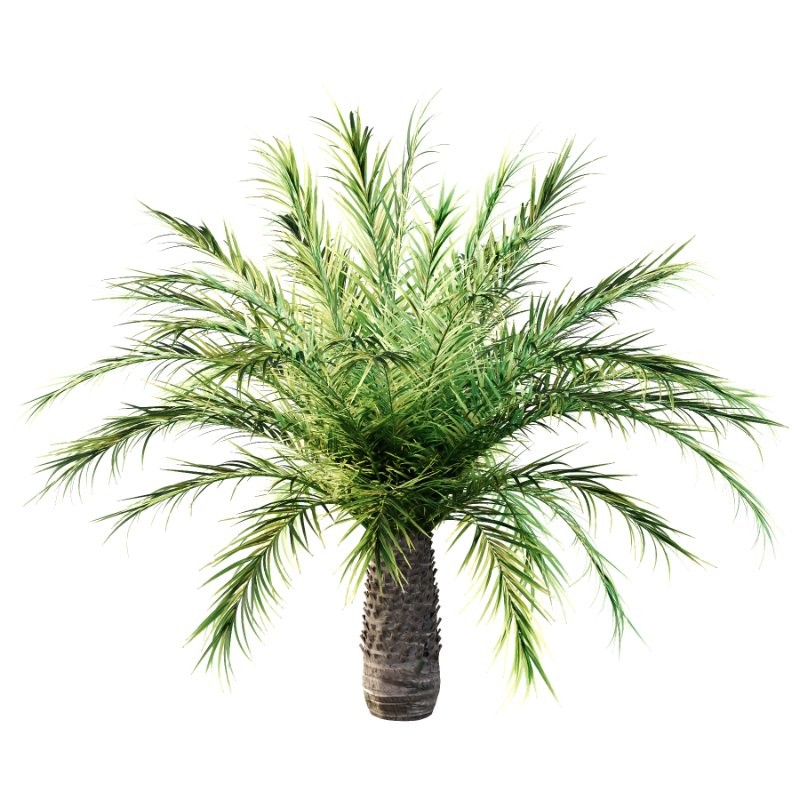 Phoenix roebelenii Palm Trees 03 - Image 1