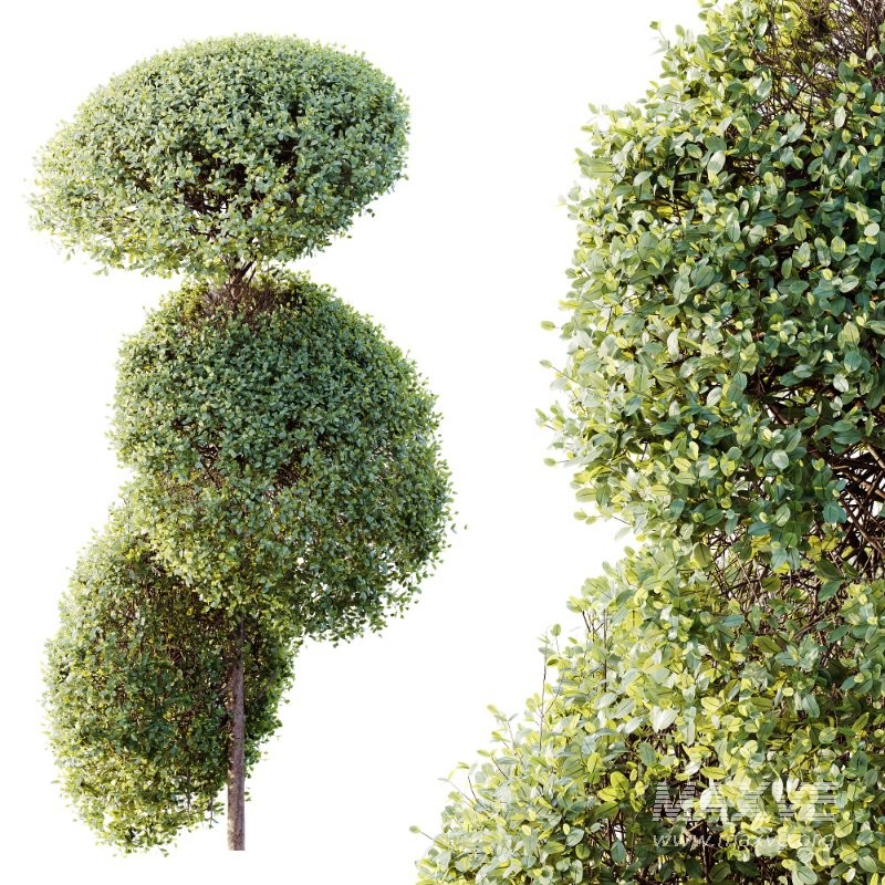 AV Plants Bush Ficus Concinna Bonsai Pruned Version15 - Image 2