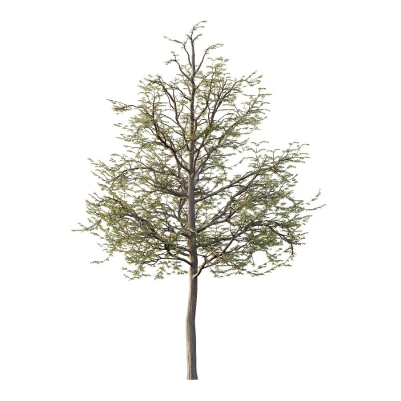 Mountain Ash Tree 09 - Image 1