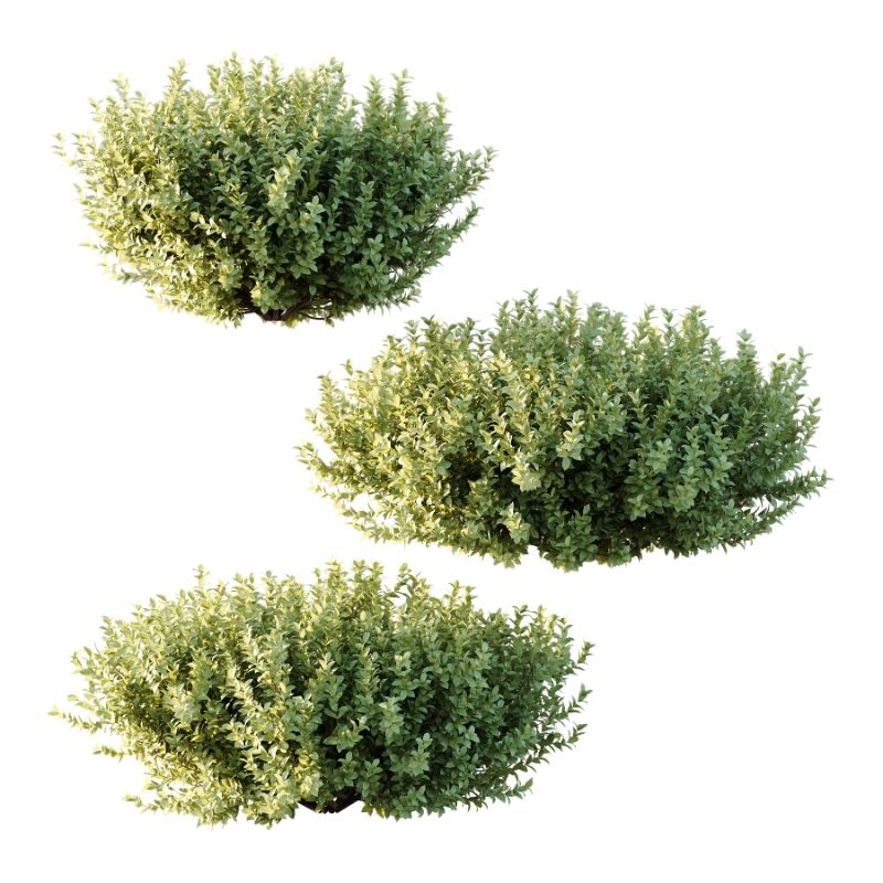 s vary widely among different species and between different English-speaking countries, but include spindle (or spindle tree), burning-bush, strawberry-bush, wahoo, wintercreeper, or simply euonymus. It has about 140 species of deciduous and evergreen shrubs, small trees and lianas. They are mostly native to East Asia, extending to the Himalayas, and they are also distributed in Europe, Australasia, North America, and Madagascar. Fifty species are endemic to China.The inconspicuous flowers occur in small groups, and can be green, yellow, pink or maroon in color depending on species. The leaves are opposite (rarely alternate) and simple ovoid, typically 2–15 cm long, and usually with a finely serrated margin. The fruit is a pink or white four- or five-valved pod-like berry, which splits open to reveal the fleshy-coated orange or red seeds. - Image 1