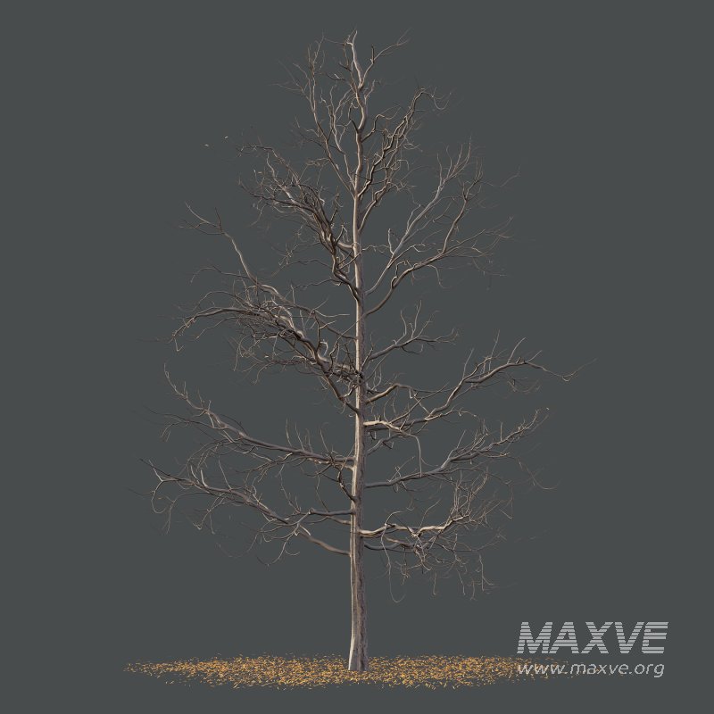 Mountain Ash Tree 03 - Image 4