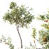 AV Plants Armeniaca Vulgaris Prunus Version02 - Thumbnail 2
