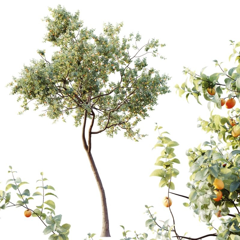 AV Plants Armeniaca Vulgaris Prunus Version02 - Image 2