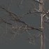 Mountain Ash Tree 05 - Thumbnail 3