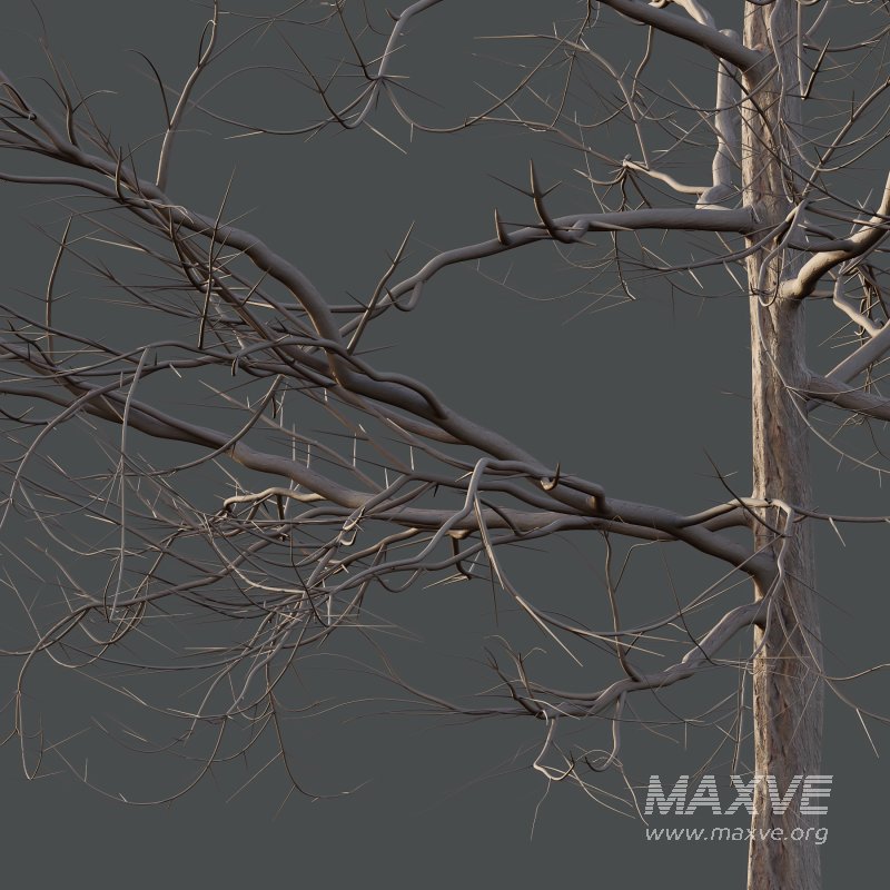 Mountain Ash Tree 05 - Image 3
