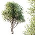 AV Bush Plants Mission Kalamata Leccino Arbequina Wilsonii Chemlali Olive Version30 - Thumbnail 4