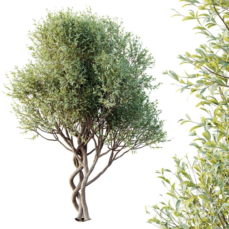 AV Bush Plants Mission Kalamata Leccino Arbequina Wilsonii Chemlali Olive Version30 - Image 4