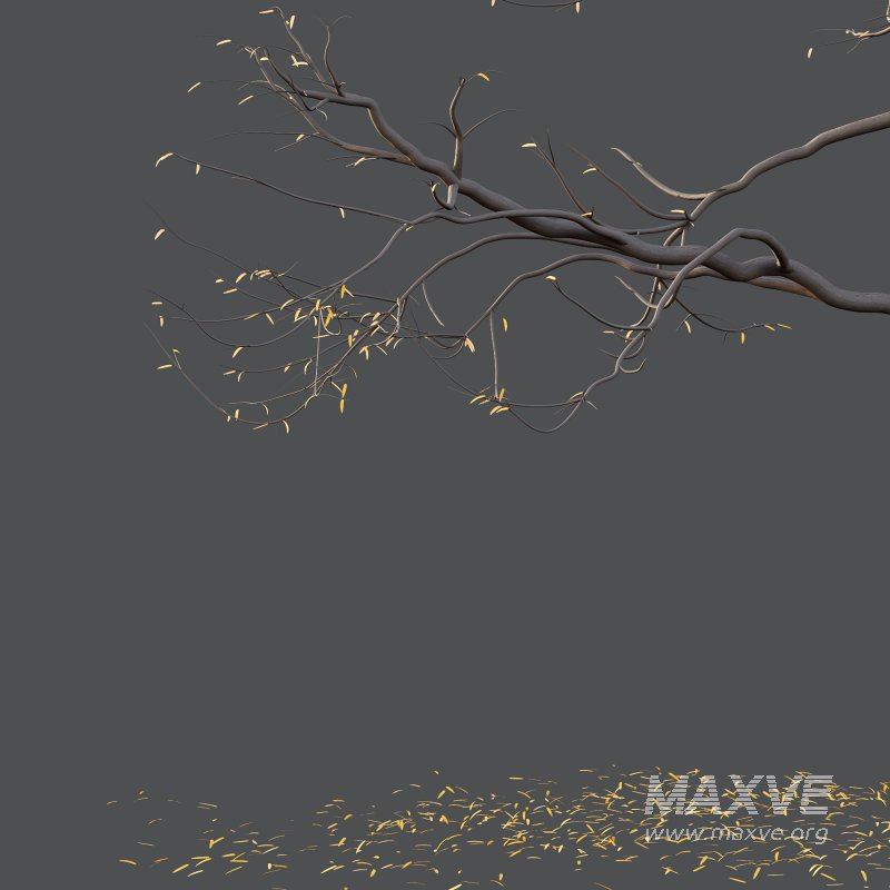 Mountain Ash Tree 02 - Image 2