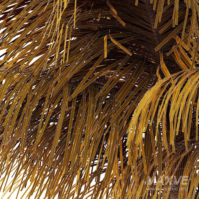 Palm Tree 02 - Image 4