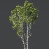 AV 4 trees Castanea Sativa and Betula Pendula - Thumbnail 4