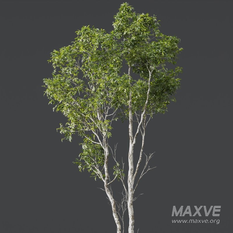 AV 4 trees Castanea Sativa and Betula Pendula - Image 4