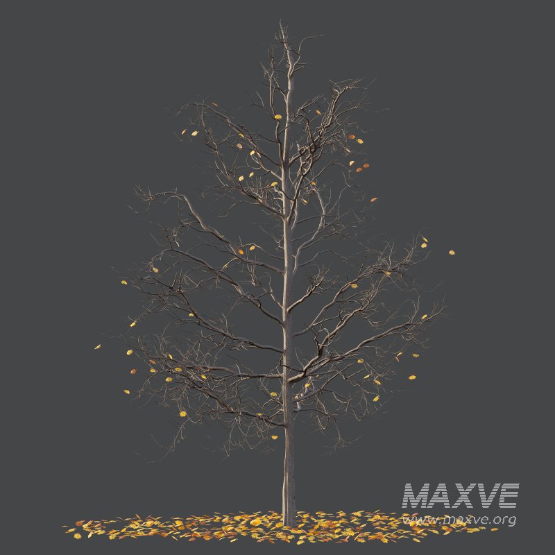 Mountain Ash Tree 05 - Image 2