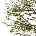 Mountain Ash Tree 10 - Thumbnail 4