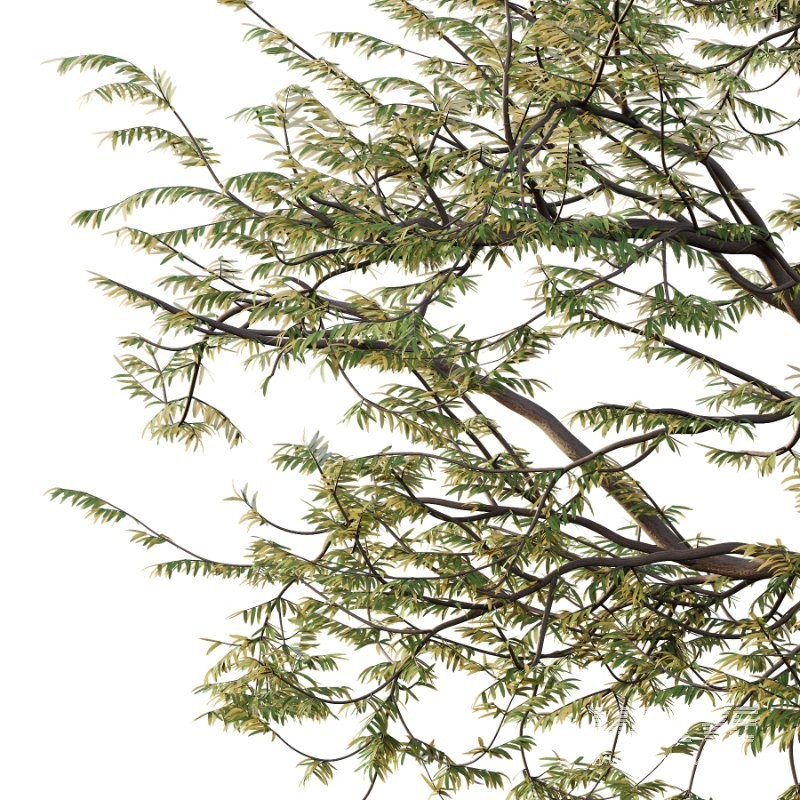 Mountain Ash Tree 10 - Image 4