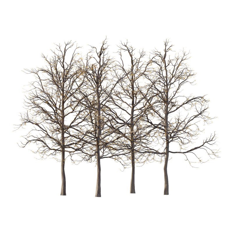 Mountain Ash Tree 07 - Image 5