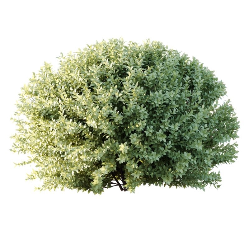 Frutices Fortescue Euonymus 09 - Image 4