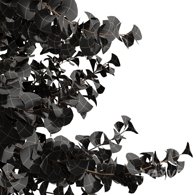 AV Acer Saccharinum and European Bladdernut Spring 2 Trees - Image 8