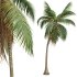 AV Cocos Nucifera 6 palm trees - Thumbnail 5