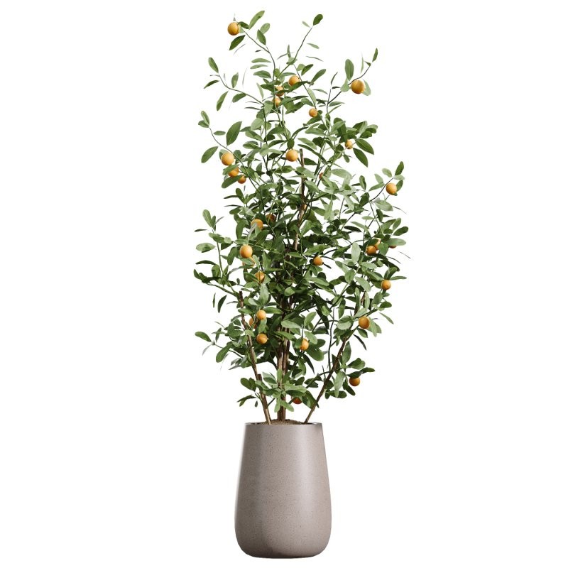 AV Indoor Plants Set 435 Banana and Alnus Glutinosa and Orange Tree and Schefflera Arboricola and Ficus Binnendijkii - Image 2