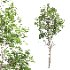 AV Betula Pendula and Fagus Sylvatica - Thumbnail 4