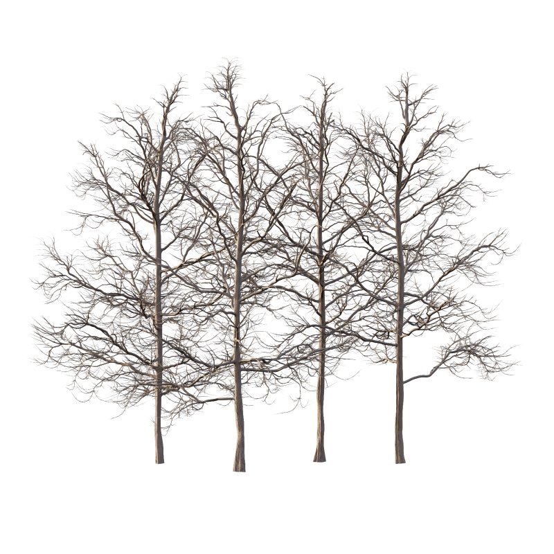 Mountain Ash Tree 06 - Image 5