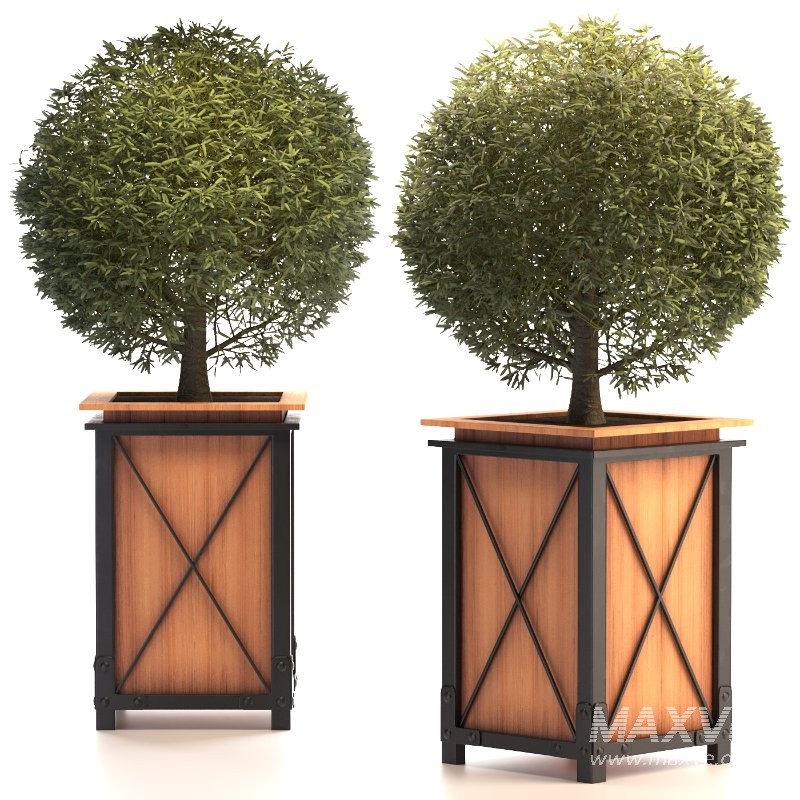 Outdoor Plant 01 - Image 3