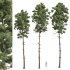 AV Pinus Engelmannii and Pinus Palustris - Thumbnail 2