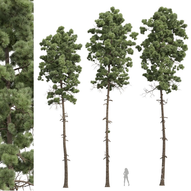 AV Pinus Engelmannii and Pinus Palustris - Image 2