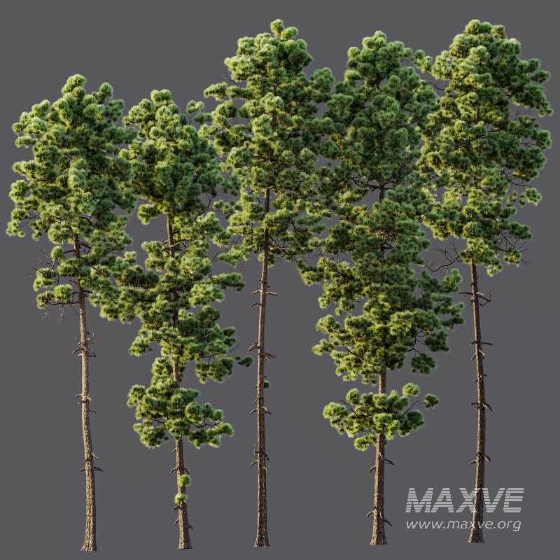 AV Pinus Engelmannii and Pinus Palustris - Image 7