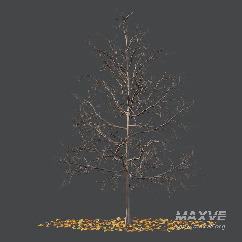 Mountain Ash Tree 05 - Image 1
