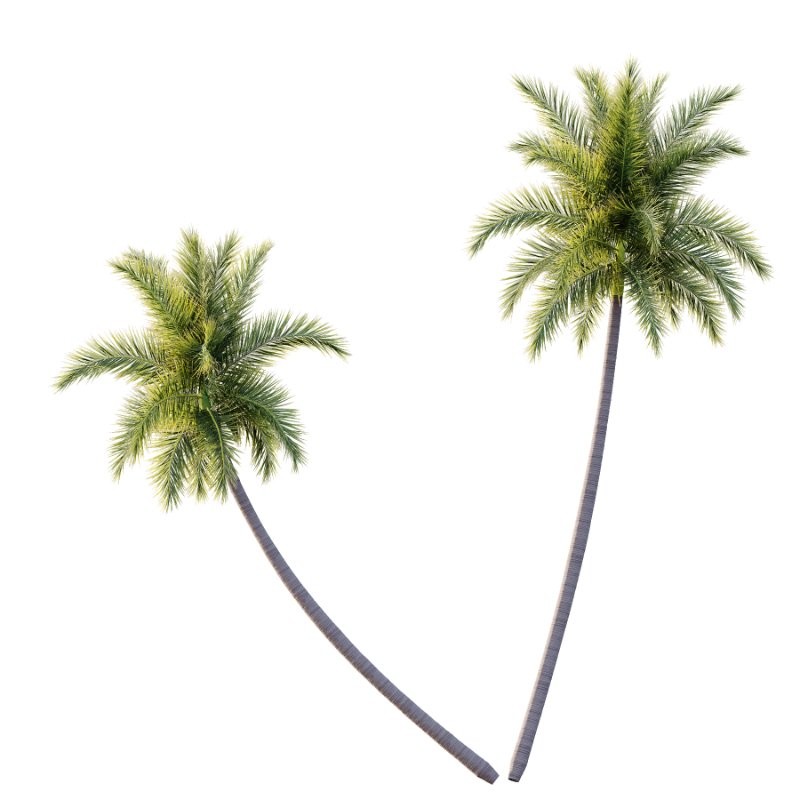 Roystonea Regia Tree 06 - Image 2