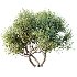 AV Bush Plants Mission Kalamata Leccino Arbequina Wilsonii Chemlali Olive Version30 - Thumbnail 1