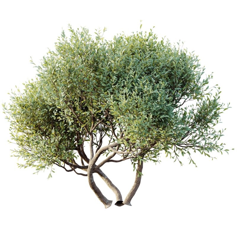 AV Bush Plants Mission Kalamata Leccino Arbequina Wilsonii Chemlali Olive Version30 - Image 1