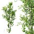 AV Celtis Australis - Thumbnail 5