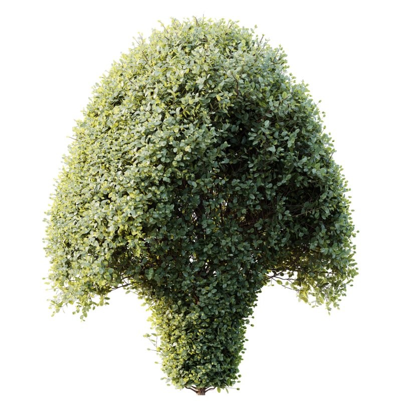 AV Ficus Concinna Bonsai Pruned Version11 - Image 1