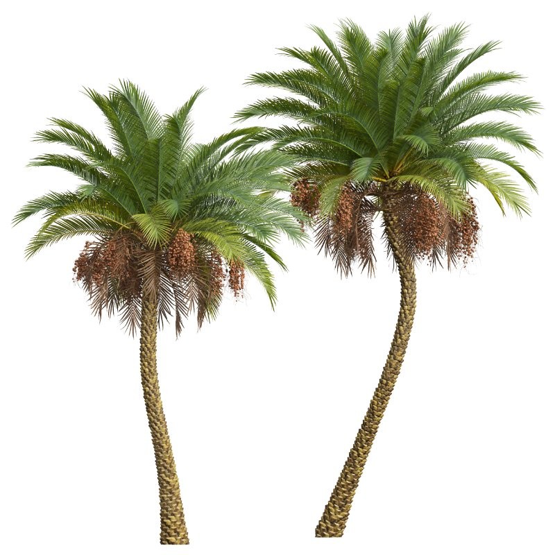AV Phoenix Sylvestris Fruit and Phoenix Canariensis Decorative Garden - Image 1