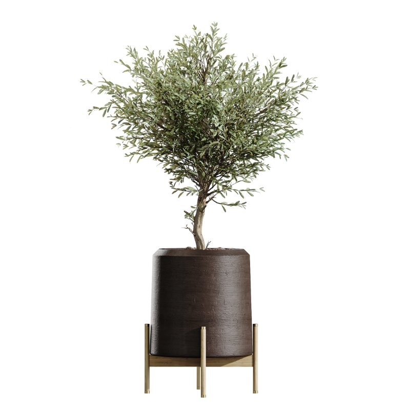 AV Indoor Plants Set 434 Olive Tree and Ficus lyrata and Ficus Beliza and Cactus Euphorbia and Sansevieria - Image 1