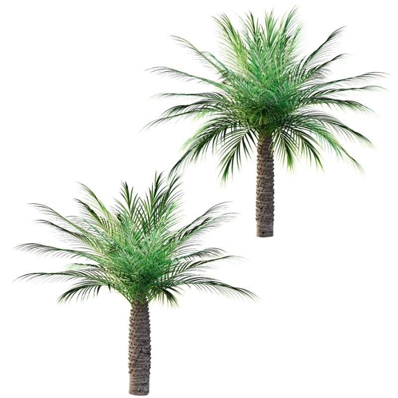 Phoenix roebelenii Palm Trees 06 - Image 2