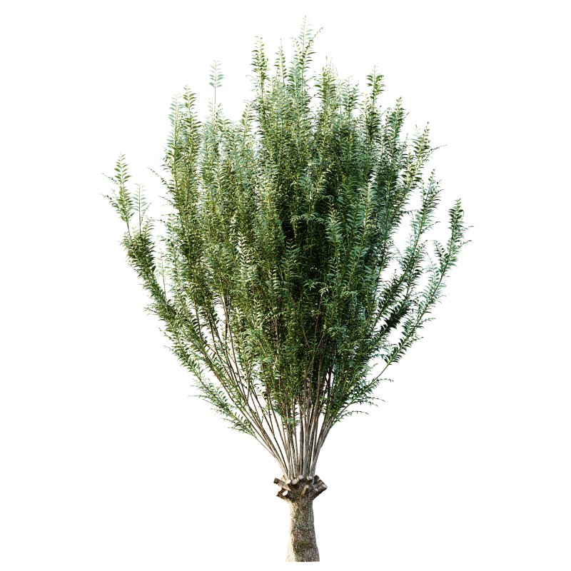 ntal compositions. - Image 2