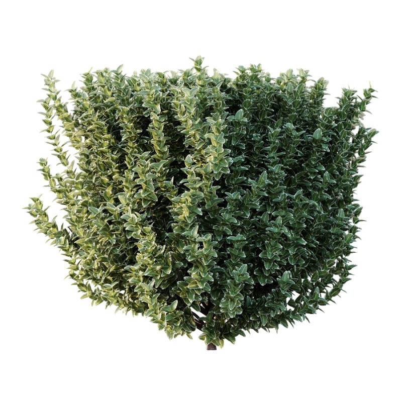 s vary widely among different species and between different English-speaking countries, but include spindle (or spindle tree), burning-bush, strawberry-bush, wahoo, wintercreeper, or simply euonymus. It has about 140 species of deciduous and evergreen shrubs, small trees and lianas. They are mostly native to East Asia, extending to the Himalayas, and they are also distributed in Europe, Australasia, North America, and Madagascar. Fifty species are endemic to China.The inconspicuous flowers occur in small groups, and can be green, yellow, pink or maroon in color depending on species. The leaves are opposite (rarely alternate) and simple ovoid, typically 2–15 cm long, and usually with a finely serrated margin. The fruit is a pink or white four- or five-valved pod-like berry, which splits open to reveal the fleshy-coated orange or red seeds. - Image 4