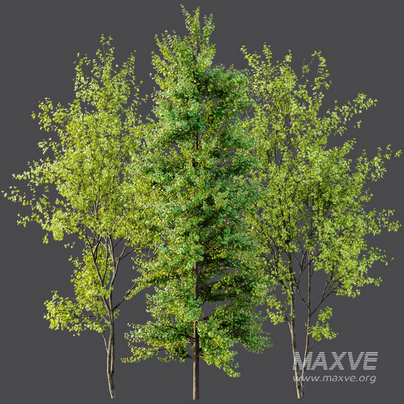 AV Acer Saccharinum and European Bladdernut Spring 2 Trees - Image 7