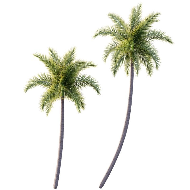 Roystonea Regia Tree 05 - Image 2