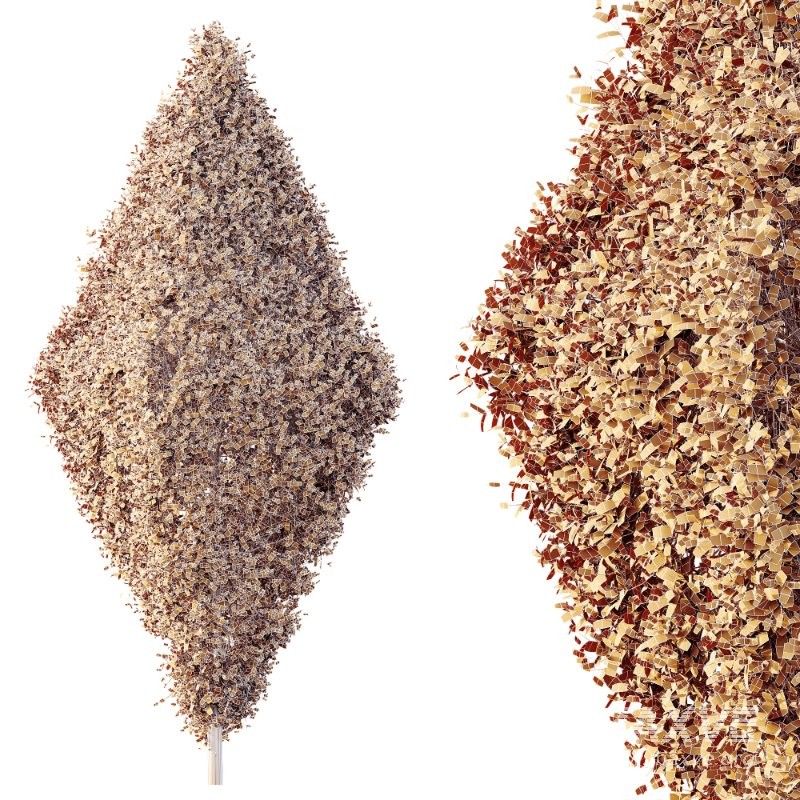 AV Plants Bush Ficus Concinna Bonsai Pruned Version14 - Image 4