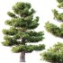 AV 2 trees Pinus Bonsai Sylvestris Pine Parviflora Scotch Contorta - Thumbnail 4