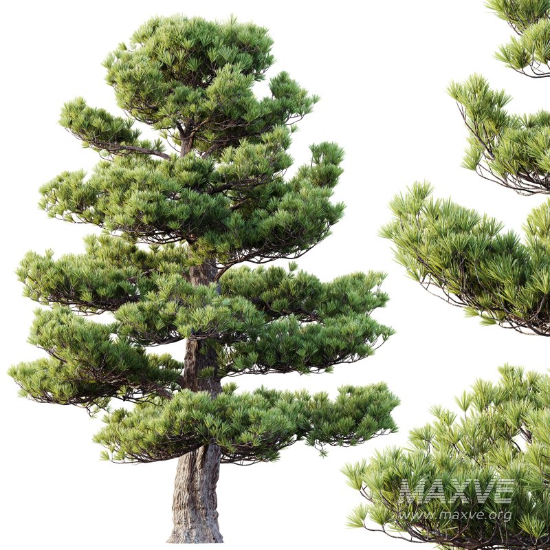 AV 2 trees Pinus Bonsai Sylvestris Pine Parviflora Scotch Contorta - Image 4