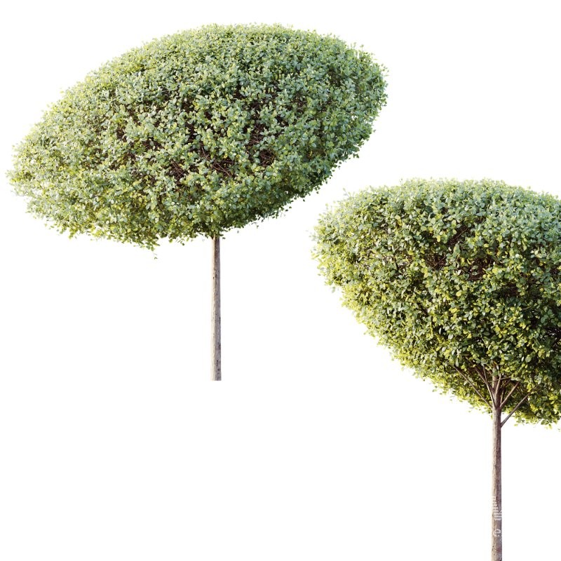 AV Plants Bush Ficus Concinna Bonsai Pruned Version15 - Image 1