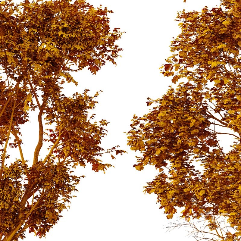 AV Celtis Australis - Image 12