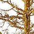 Mountain Ash Tree 18 - Thumbnail 4