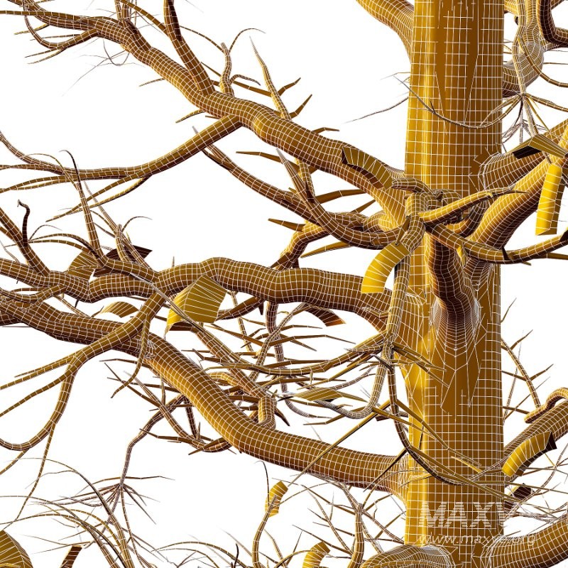 Mountain Ash Tree 18 - Image 4