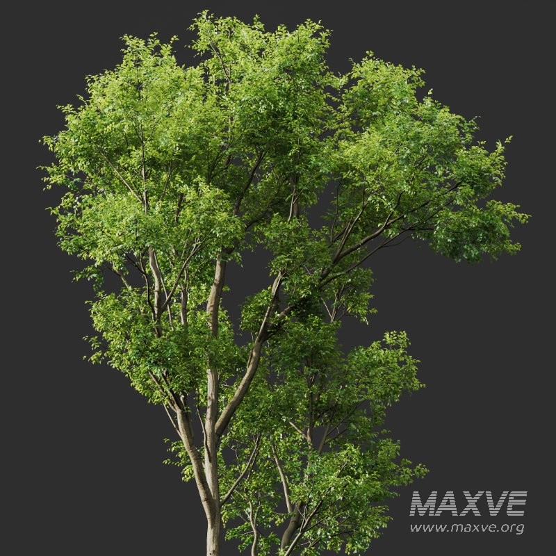 AV Celtis Australis - Image 2